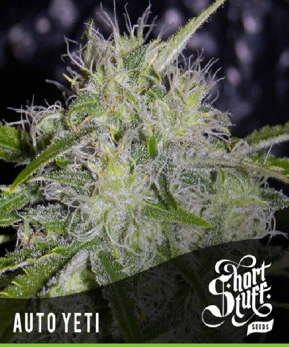 Auto Yeti Cannabis Seeds