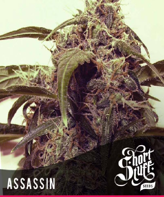 Automatic Assassin Cannabis Seeds