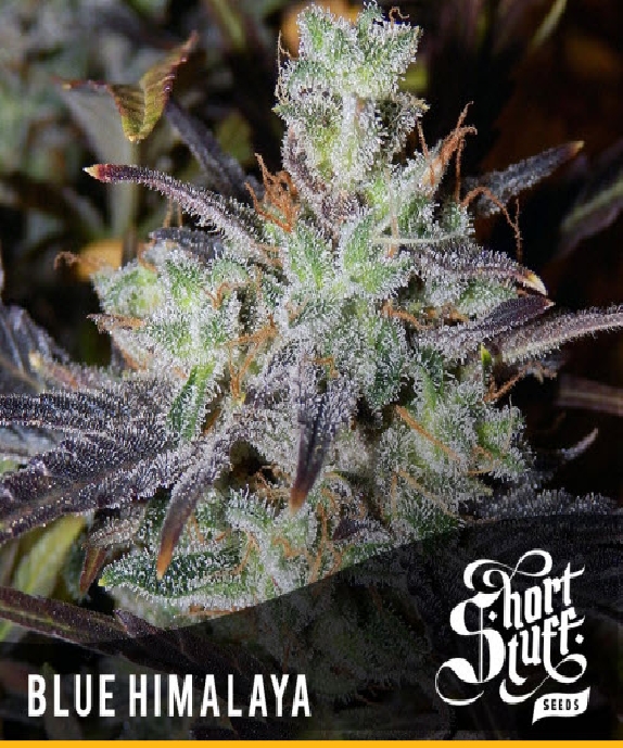 Automatic Blue Himalaya Cannabis Seeds