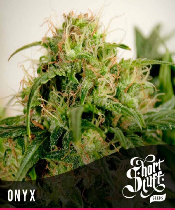 Automatic Onyx Cannabis Seeds