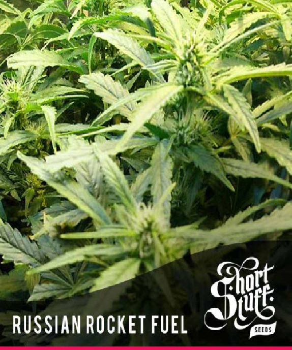 Automatic Russian Rocket Fuel regular Cannabis Seeds
