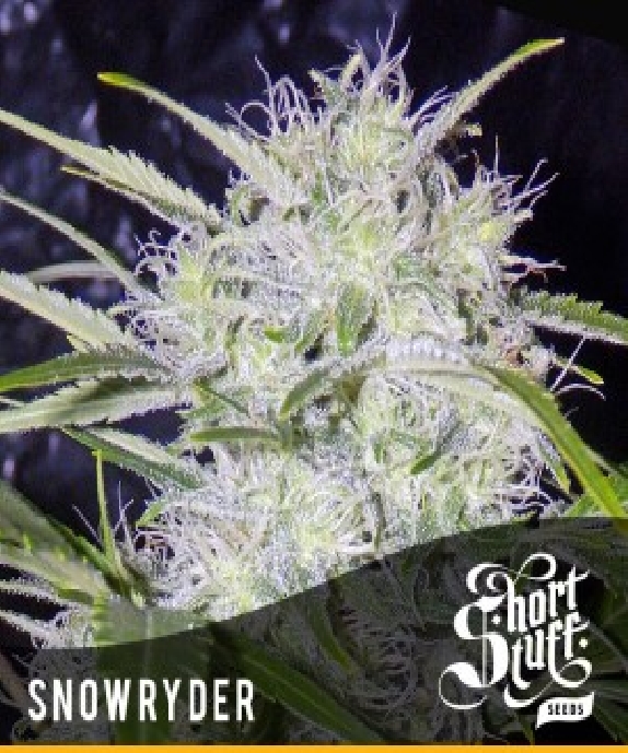 Automatic Snowryder Cannabis Seeds