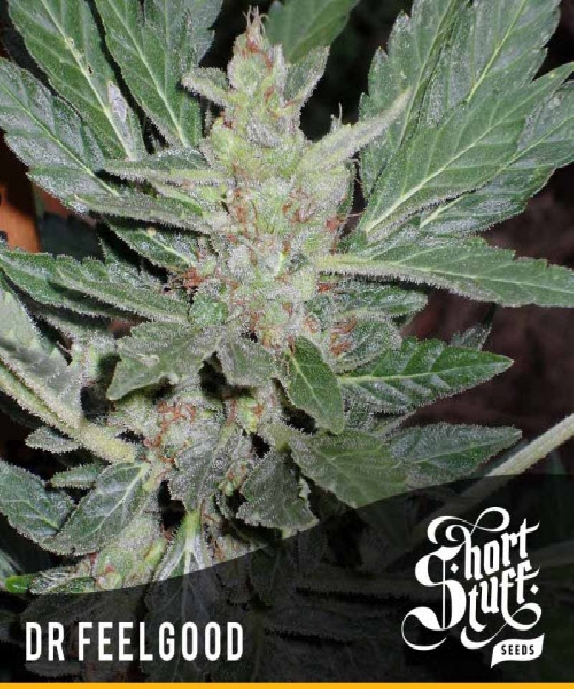 Dr Feelgood Auto Feminised Cannabis Seeds