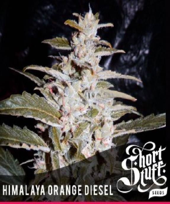 Himalaya Orange Diesel Cannabis Seeds