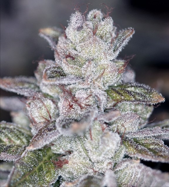 Las Vegas Sour Bubba Cannabis Seeds