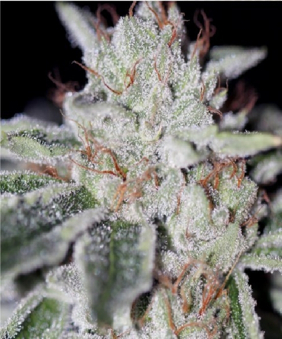 Naked City Kush Cannabis Seeds