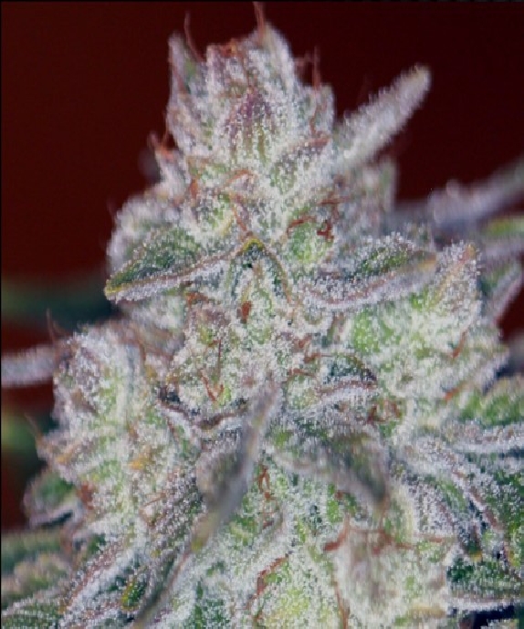 Triple Cherry Diesel Cannabis Seeds