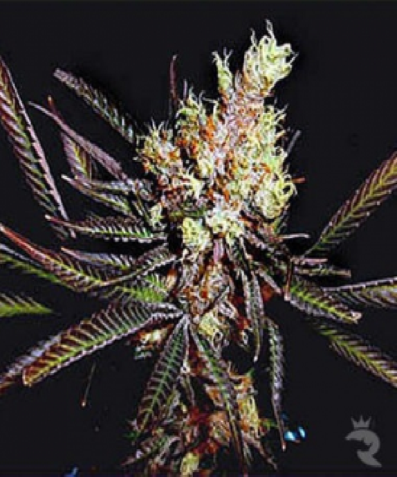 Amethyst Bud Regular Cannabis Seeds