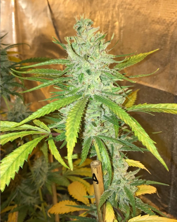 Amnesia Haze Feminised Cannabis Seeds