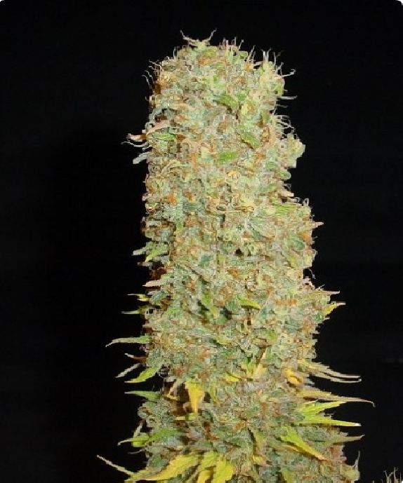 Big Kahuna Regular Cannabis Seeds
