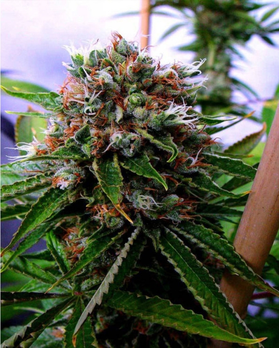 Buddha's Sister Regular Cannabis Seeds