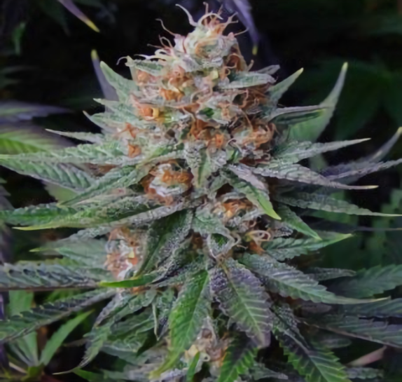 G13 Haze X Amethyst Bud Regular Cannabis Seeds