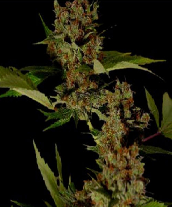 G13 Haze X Free Tibet Regular Cannabis Seeds