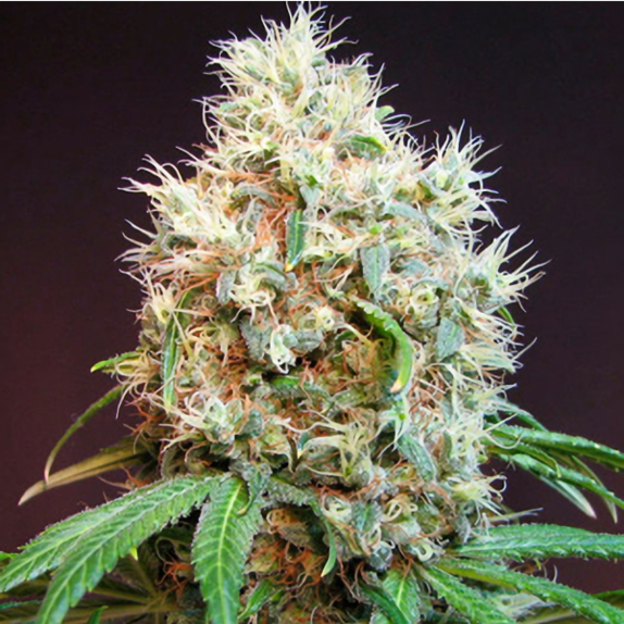 G13 Haze X N.Y.C Diesel Regular Cannabis Seeds
