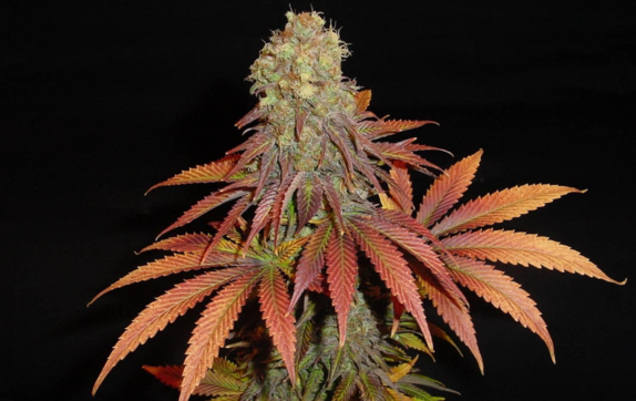 G13 Haze X Somango Regular Cannabis Seeds