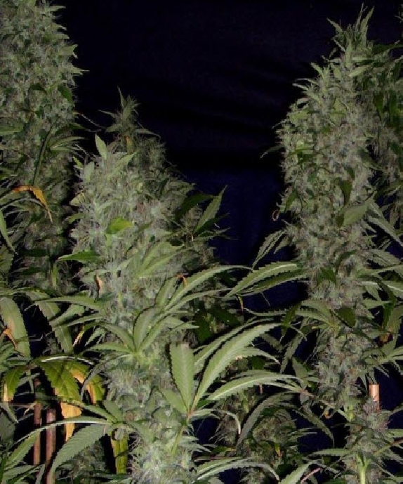 Kahuna Regular Cannabis Seeds