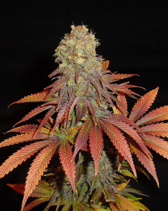 Rock Bud Regular Cannabis Seeds