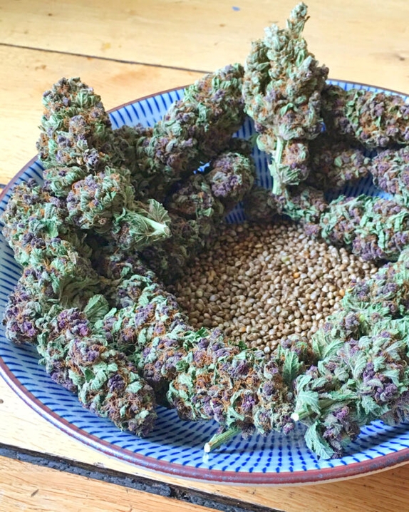 So Purple Feminised Cannabis Seeds