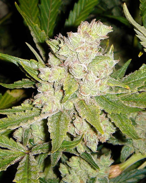 Sogouda Feminised Cannabis Seeds