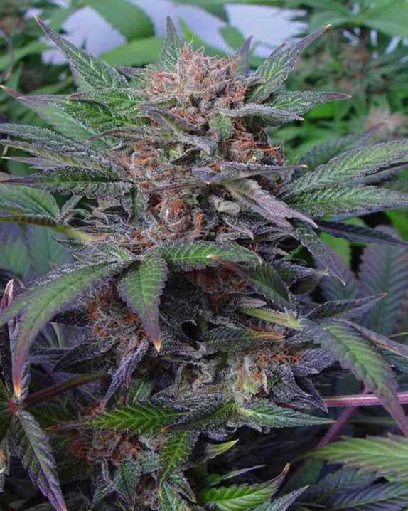 Somango Feminised Cannabis Seeds