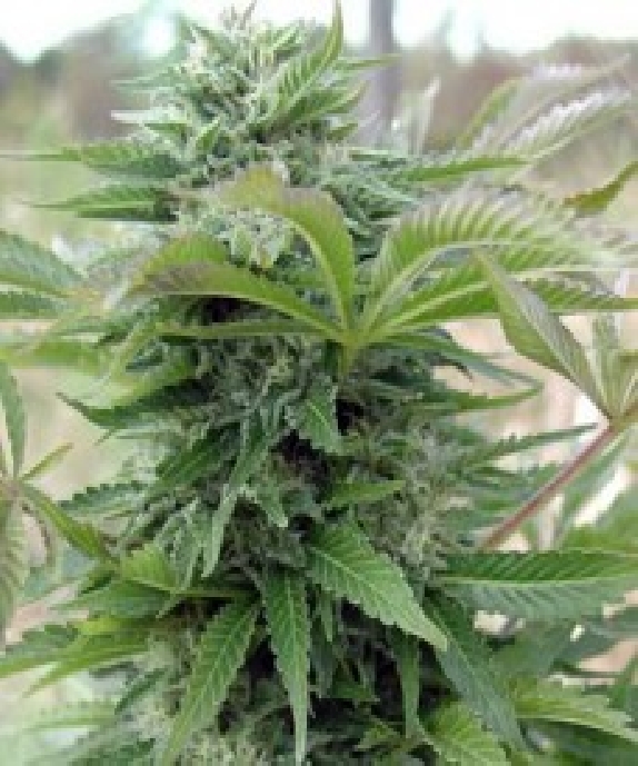 Afghan Cannabis Seeds