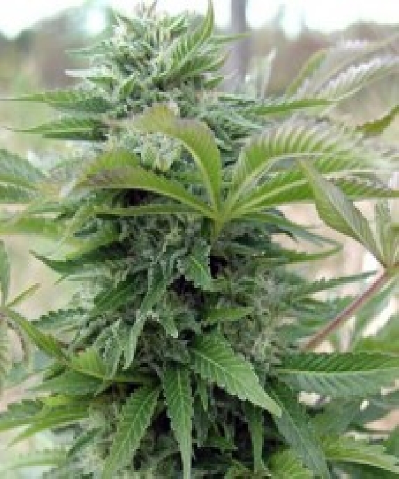 Afghani Gold Cannabis Seeds
