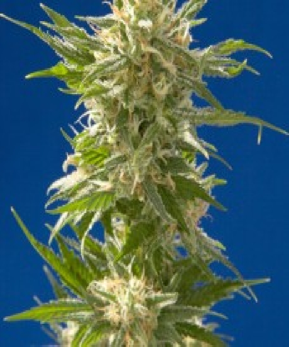 AK Cannabis Seeds