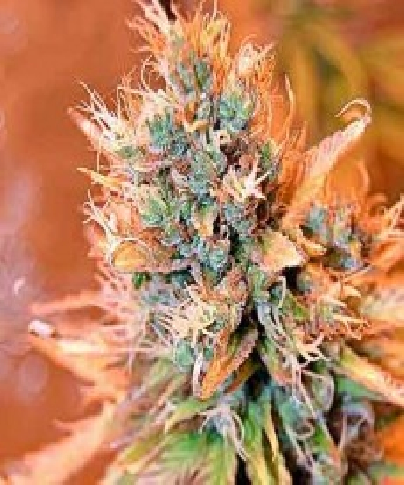 Blue Medi Kush Cannabis Seeds