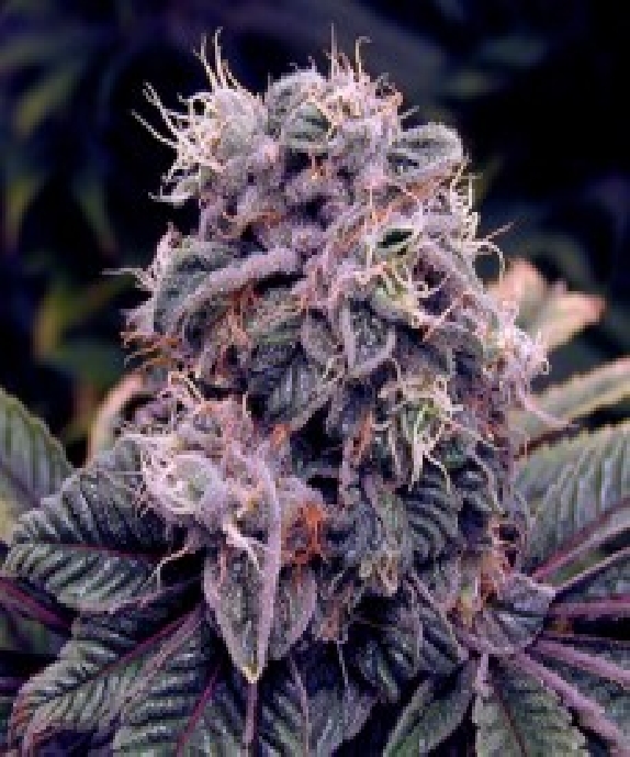 BlueBerry feminised Cannabis Seeds