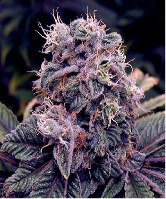 BlueBerry regular Cannabis Seeds