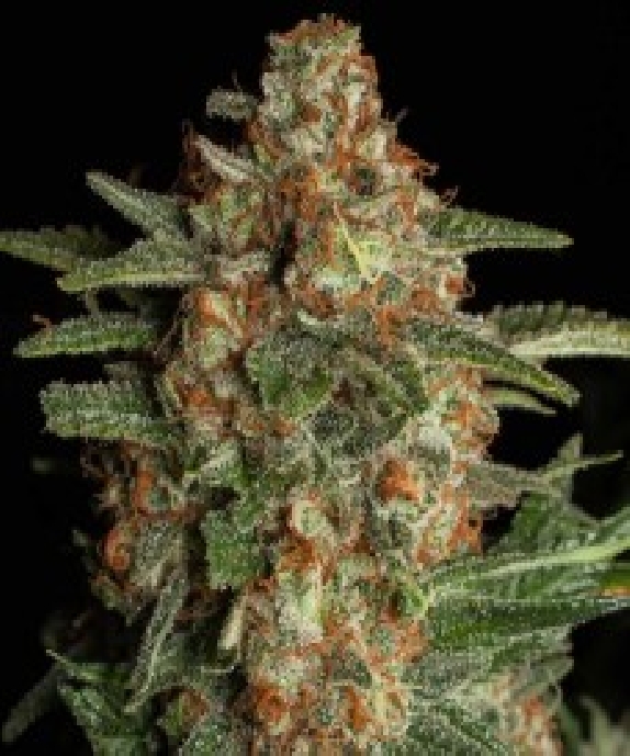 CBD Spliff Berry Cannabis Seeds