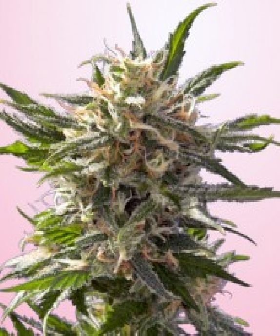 Crystal White Cannabis Seeds