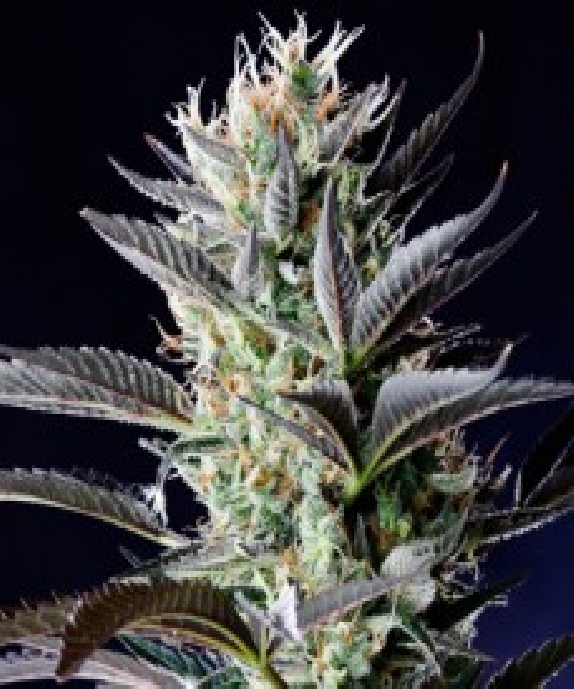 Dutch Blue Automatic Cannabis Seeds