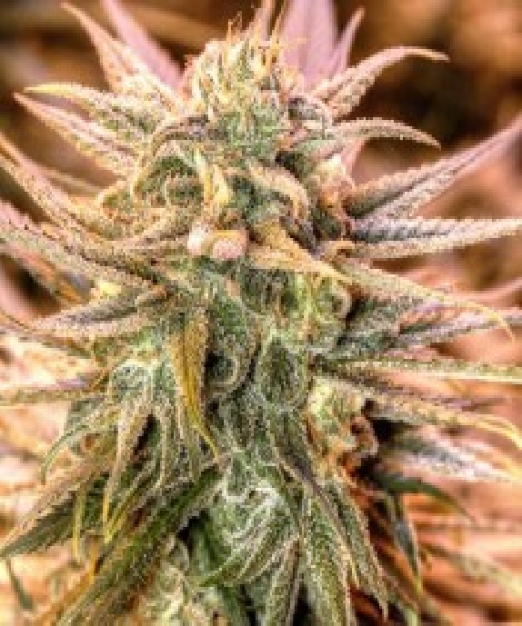 Gold Bar Kush Cannabis Seeds