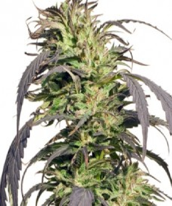 Gold Rush Outdoor Cannabis Seeds