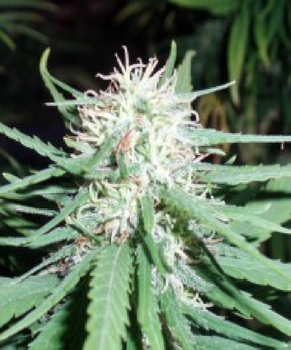 Haze No1 Cannabis Seeds