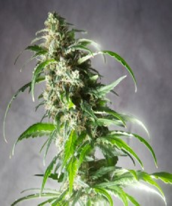 Jack F1 Cannabis Seeds