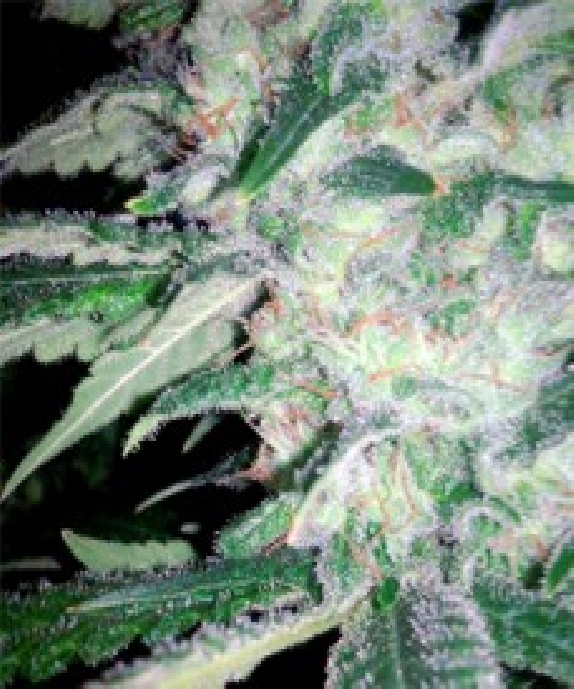 Mega Power Plant Cannabis Seeds