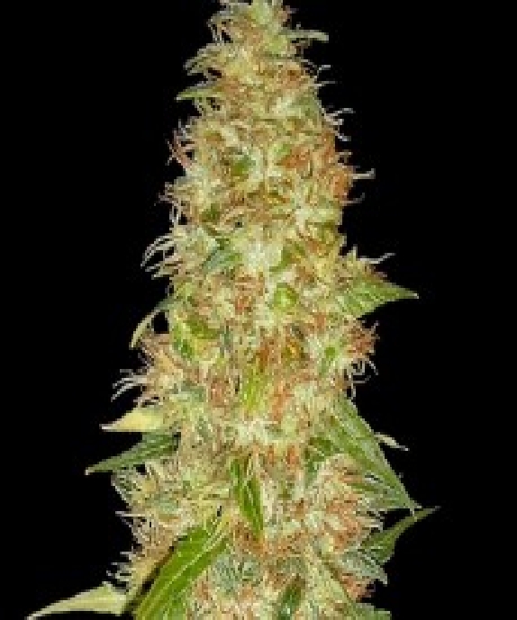 Moon Walker Kush Cannabis Seeds