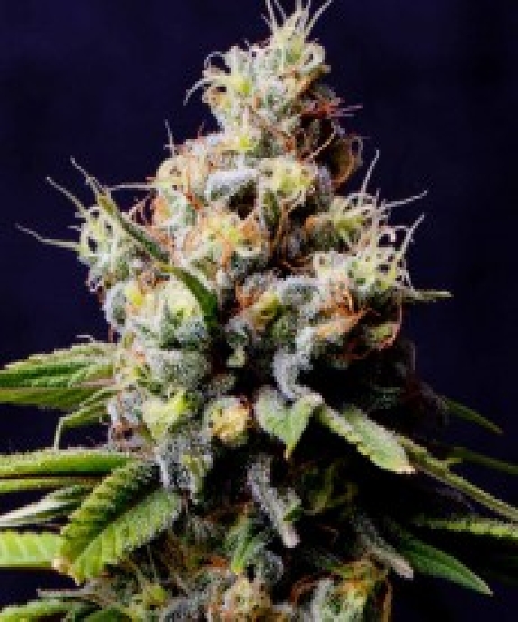 Purple Berry Kush Cannabis Seeds