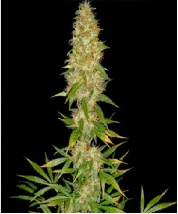 Royal Thai Cannabis Seeds