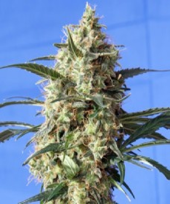 Snow White Cannabis Seeds