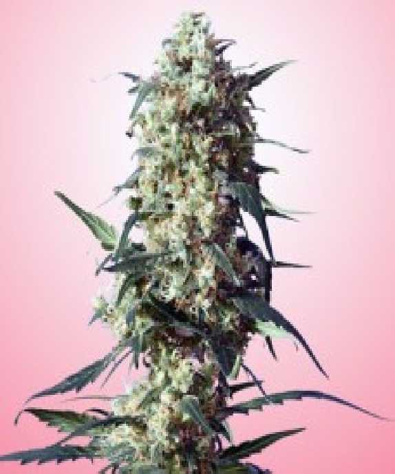 Strawberry Cannabis Seeds