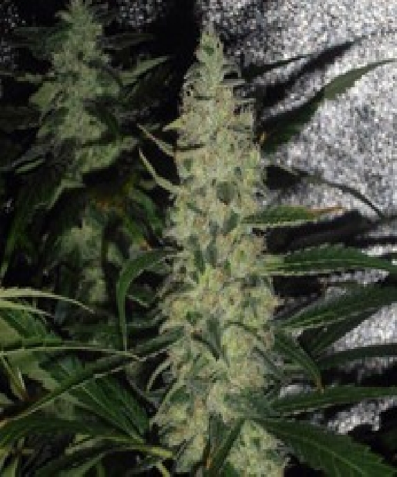 Super Skunk Cannabis Seeds