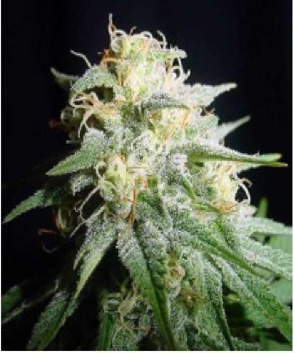 White Widow Automatic Cannabis Seeds