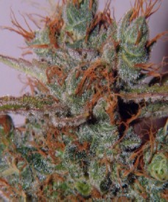 White Widow Cannabis Seeds