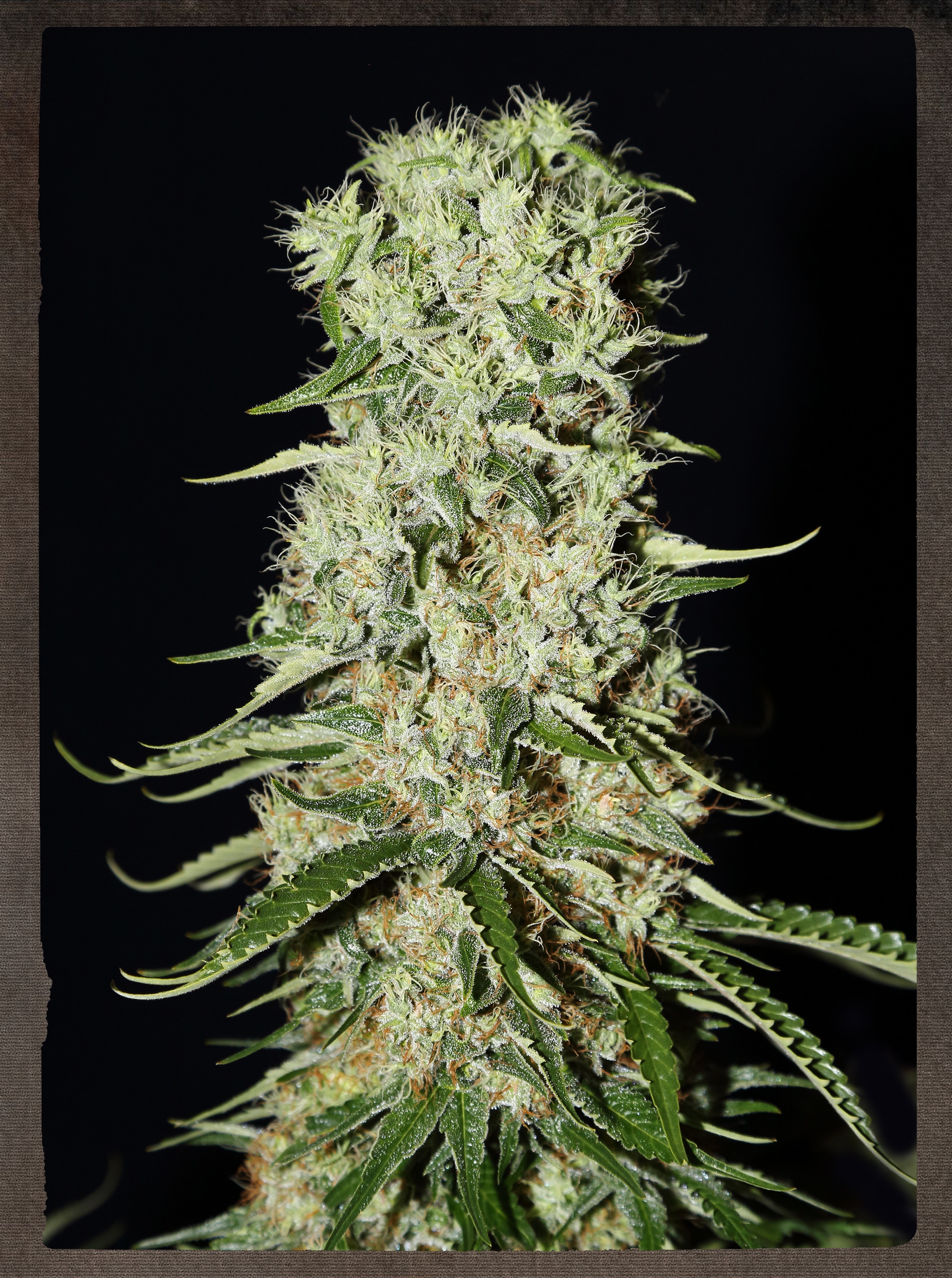 Damnesia Auto Cannabis Seeds