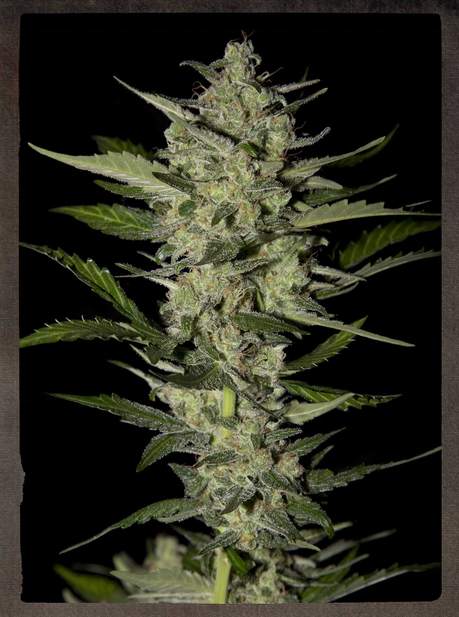 Flowerbomb Kush Cannabis Seeds