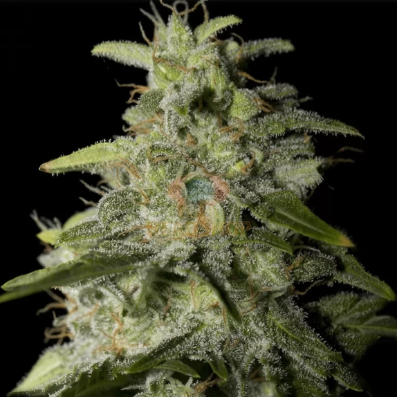 Money Maker Cannabis Seeds