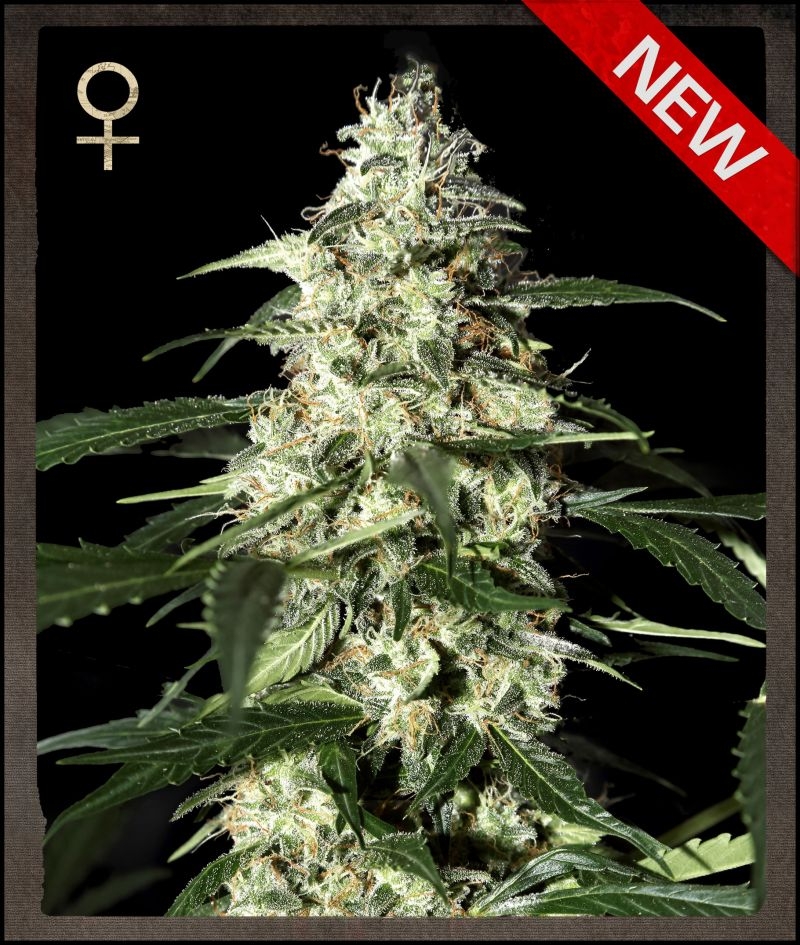 Skunk Auto Flowering Cannabis Seeds